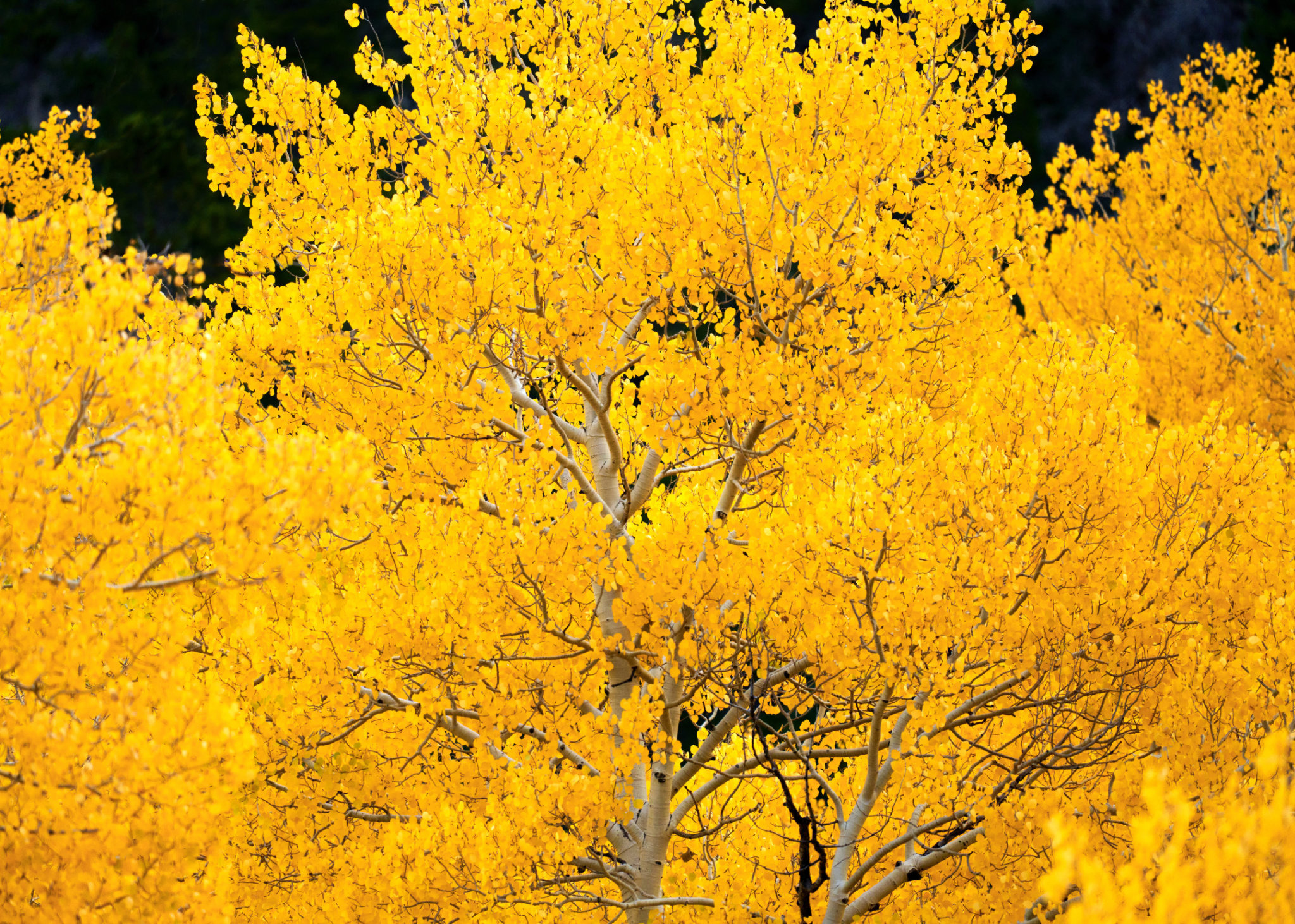 Fall
